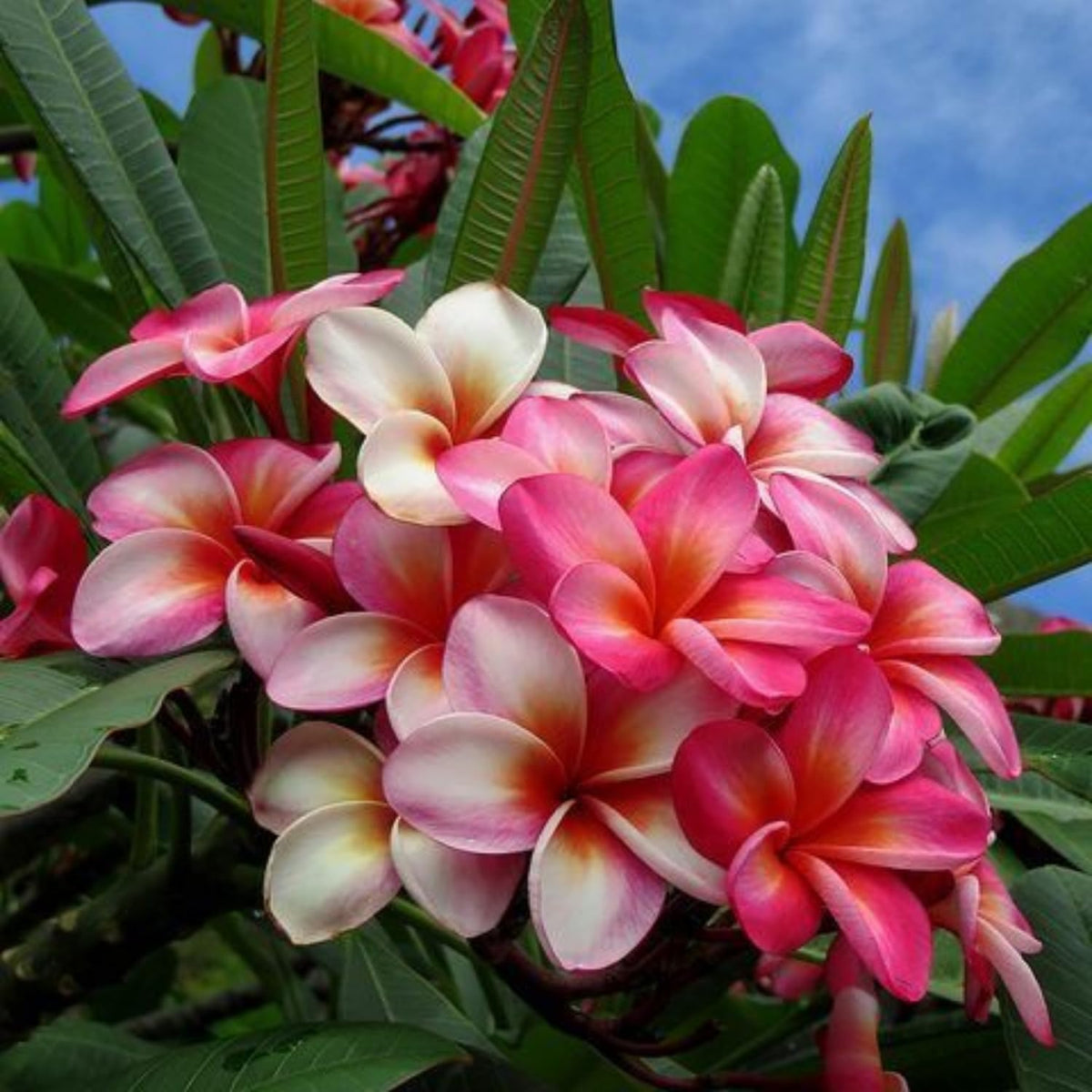 2 Plumeria Cuttings, Plumeria Frangipani Cutting for Planting Outdoor, Hardy, Fragrant Flowering Plants (Bright Pink Flowers)