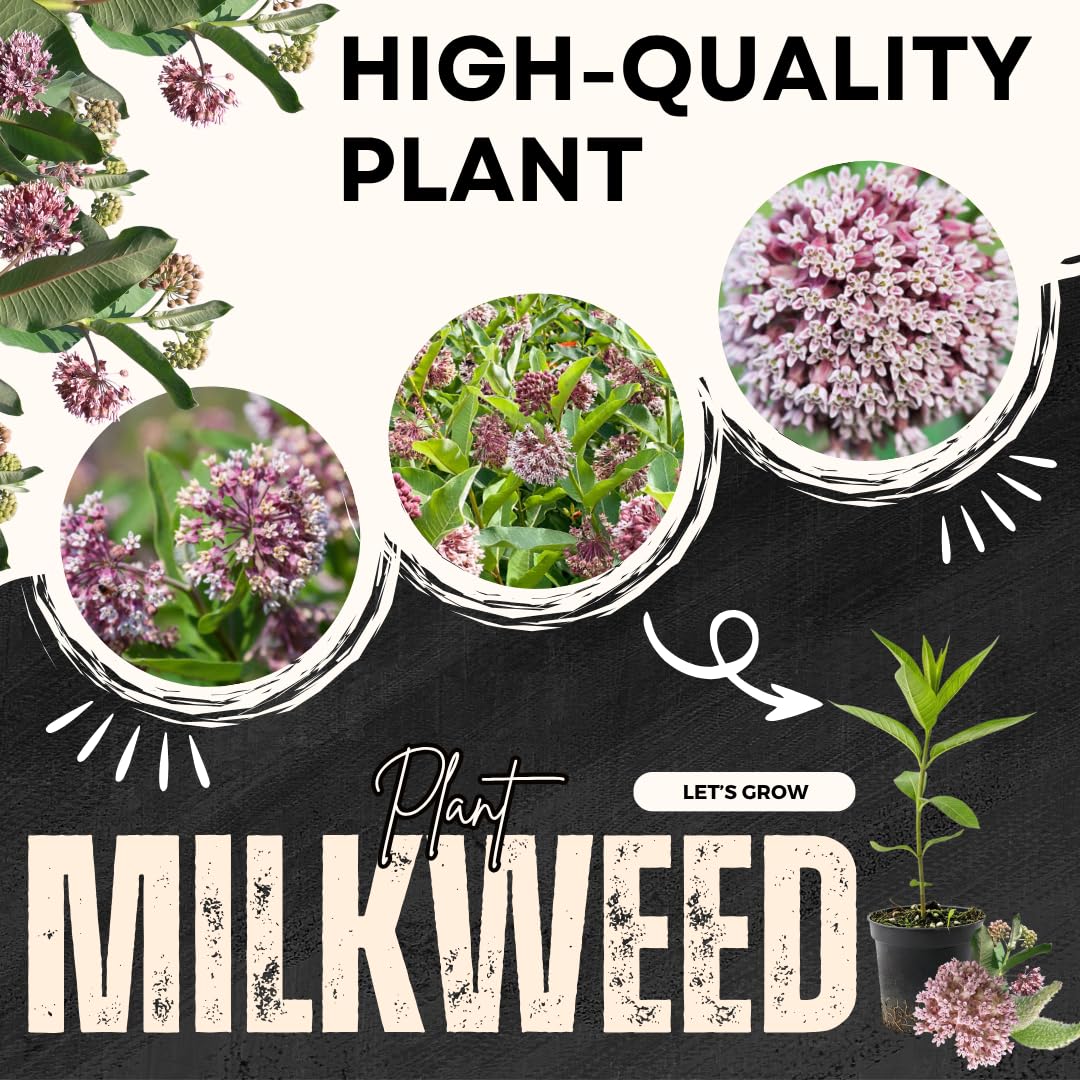 2 Butterfly Milkweed Plants Live, Tropical Milkweed Live Plants, Asclepias Tuberosa Plants, 4-9" Height for Outdoor Planting (Broadleaf Milkweed)