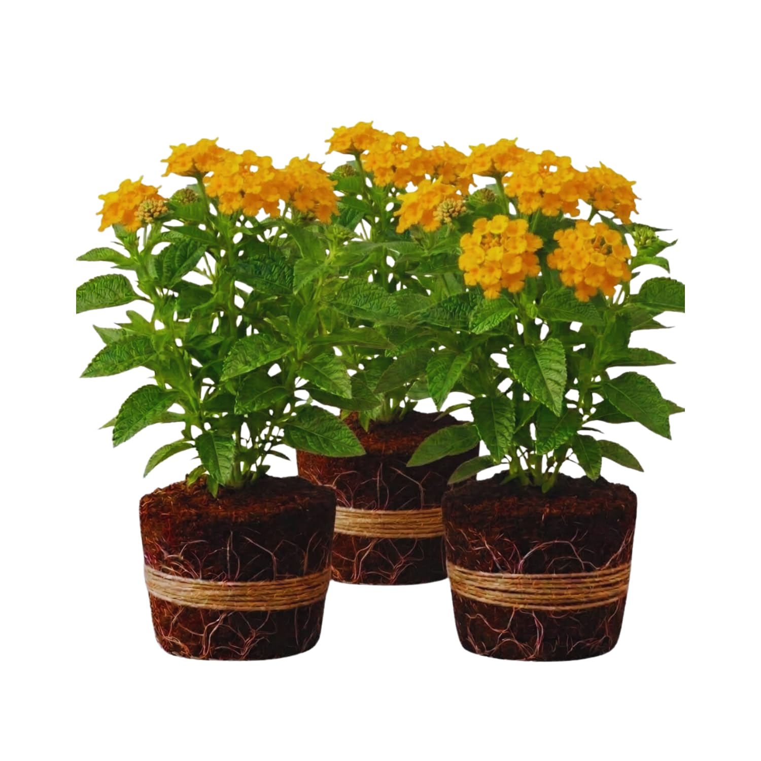 3 Lantana Plants Live, Yellow Lantana Live Plants for Planting Outdoors, Perennial Flower Plant 4 to 8 Inches Long, Gardening Growing