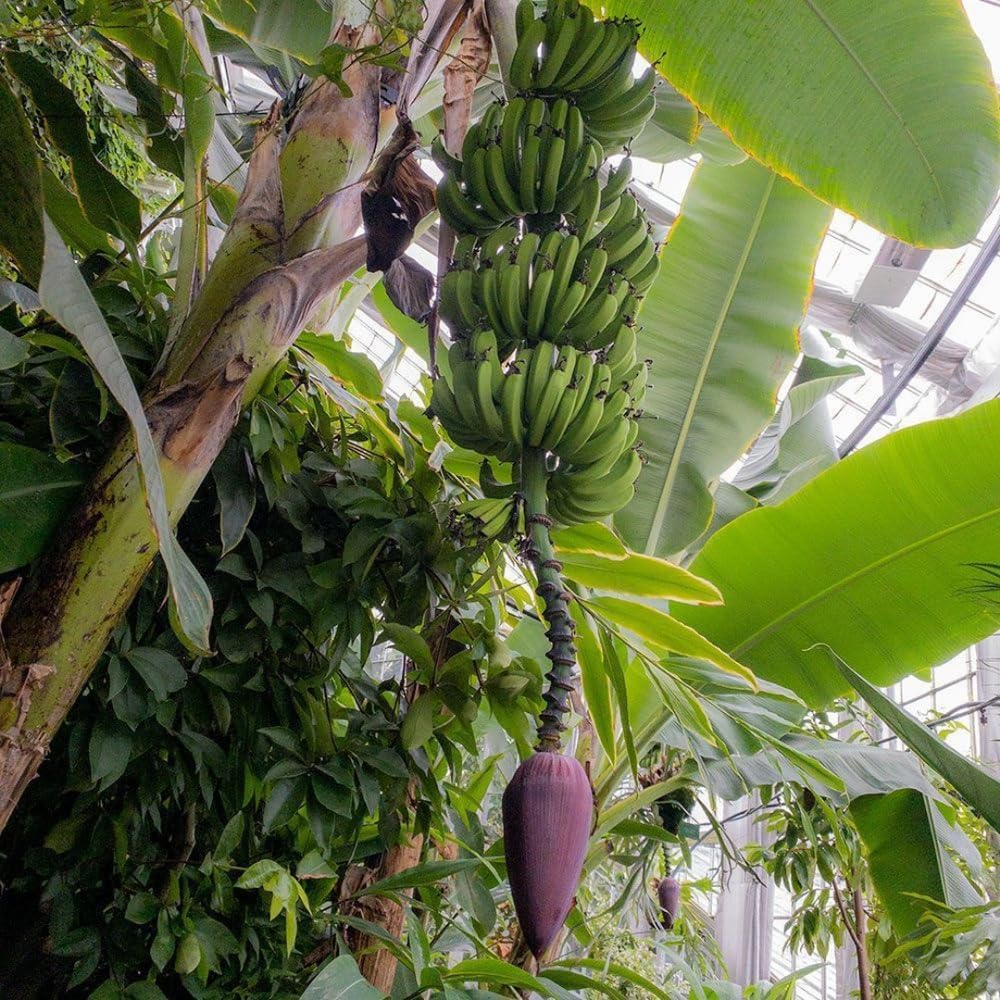 Dwarf Cavendish Banana Live Plant, Cold Hardy Fruit Tree, 1-2 Feet in Gallon Pot, Tropical Fruit for Outdoor Growing, No Ship to CA