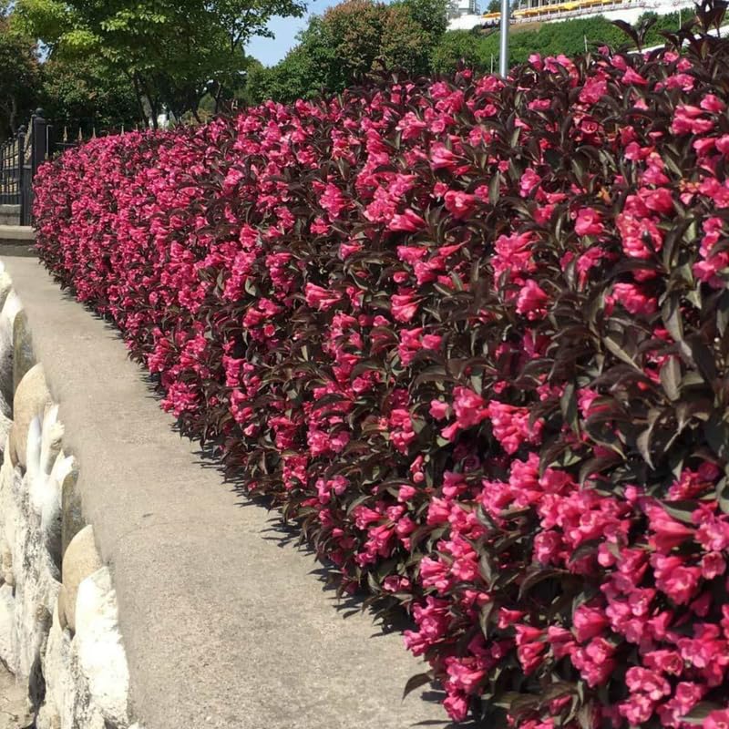 Purple-Pink Weigela Live Plant, Spring Blooming Shrub in 4” Pot, Hardy Perennial Flowering Bush for Garden Borders, Cold Hardy, Dormant in Winter