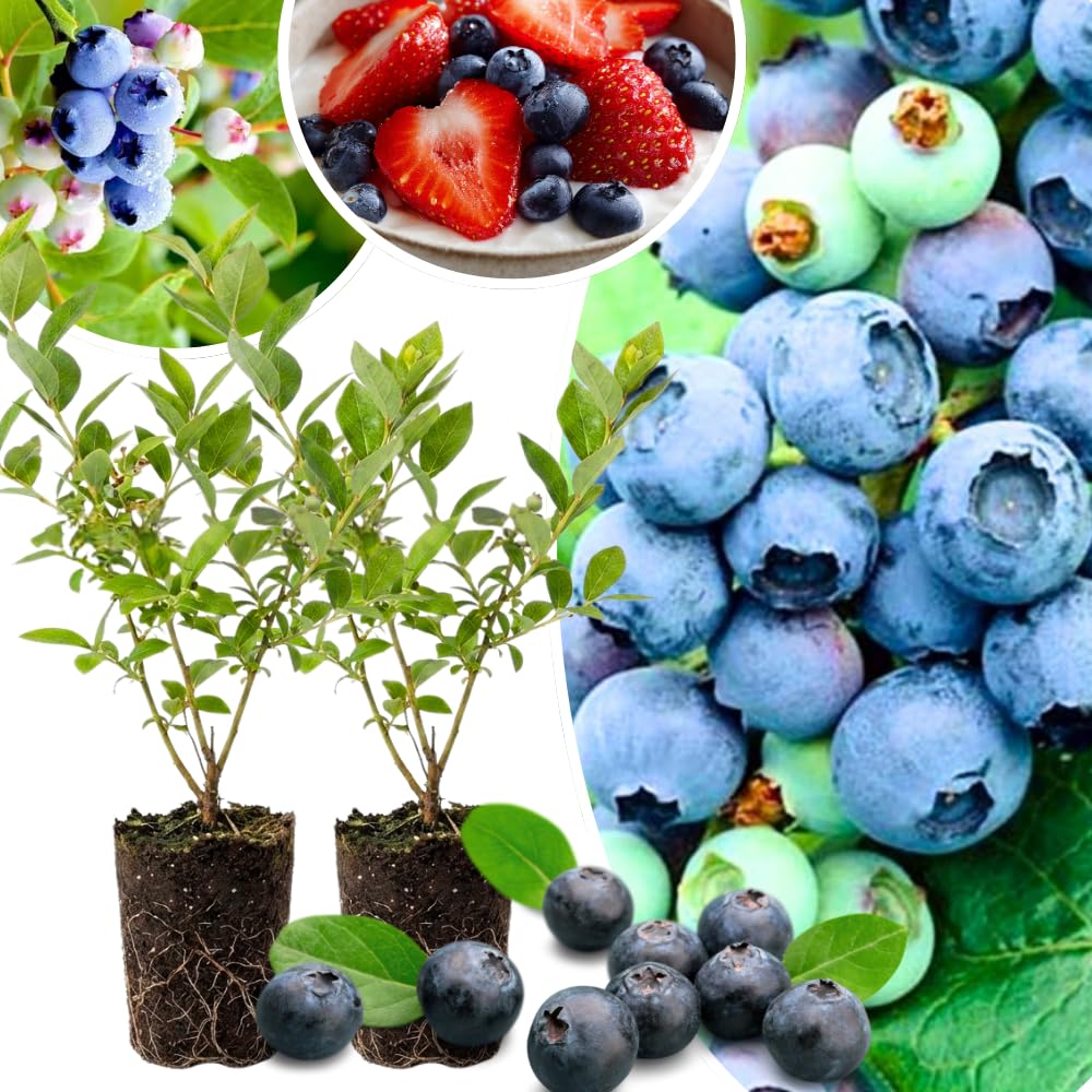 Set 2 Blueberry Bushes Live Plants, Blueberry Plants Live for Planting, Blueberry Fruit Trees, 5-9 Inch Tall (Legacy Blueberry)