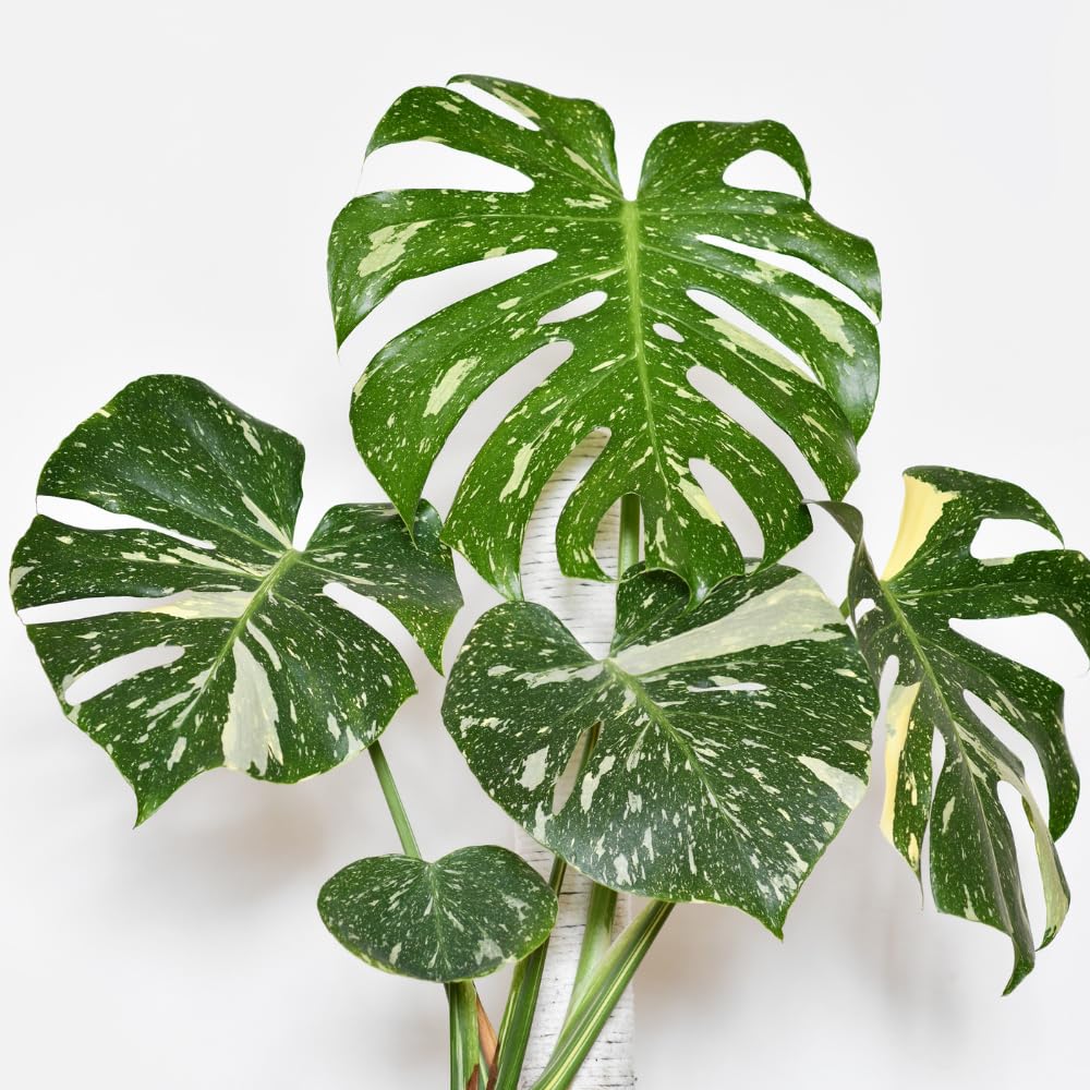 Constellation Monstera Plant Live, Rare Variegated Foliage Monstera, Live Indoor Philodendron Houseplant for Planting, 4-7 Inch Tall