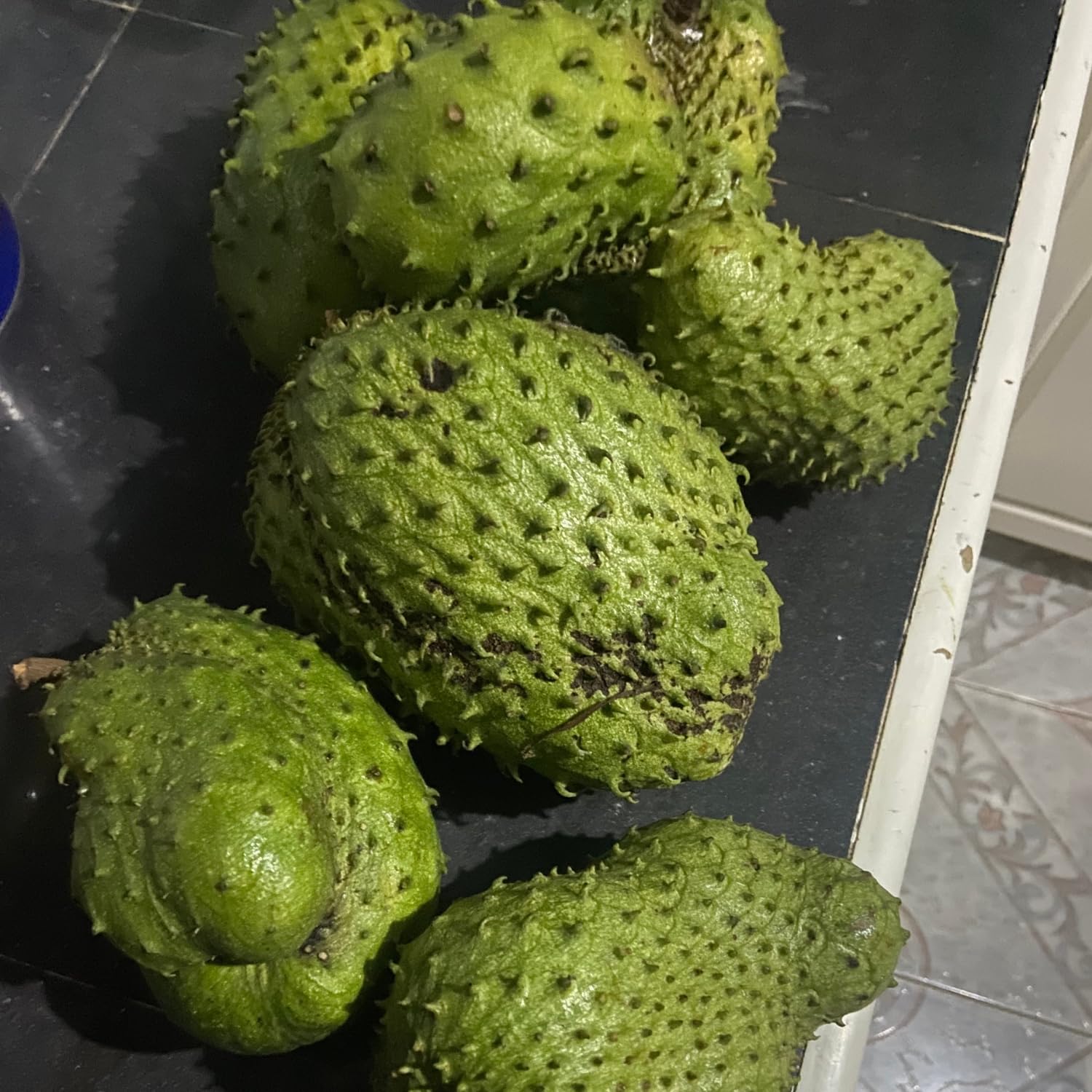 Soursop Tree Live, Guanabana Soursop Fruit Tree in 3 Gallon Pot, Tropical Graviola Fruit Plant for Home Garden
