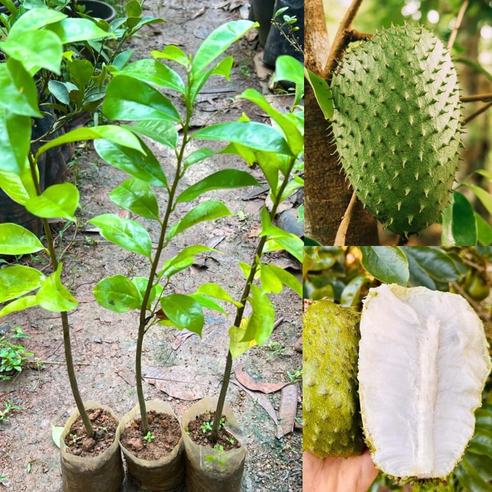 Sweet Soursop Live Plant for Planting, Annona Muricata 2-3 Ft Tall, Soursop Guanabana Seedlings, Outdoor Growing
