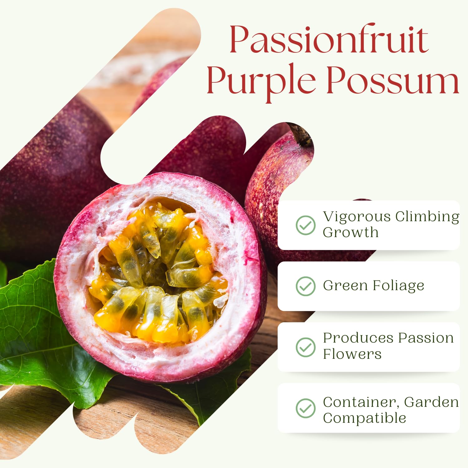 Purple Possum Passion Fruit Plant Live, Passionfruit Vine Plant, Perennial Fruit Vine, 4 to 7 Inc Heights, Outdoor Planting
