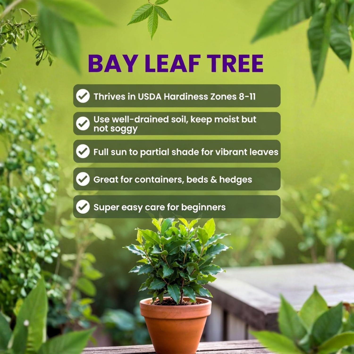 Bay Leaf Tree Live Plant, 4-7 Inches Well Rooted, 6 Months Old Laurus Nobilis Live Plant, Sweet Bay Laurel for Outdoor Garden