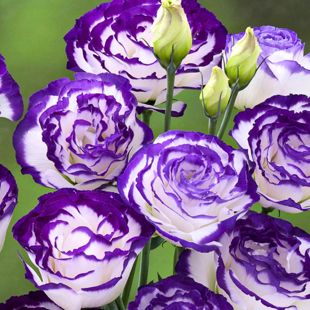 2 Eustoma Lisianthus Live Plants, Lisianthus Flowers Seedlings, 2-3 Inch Tall Well-Rooted Plug, Lisianthus Plants (Rare Blue Lisianthus)