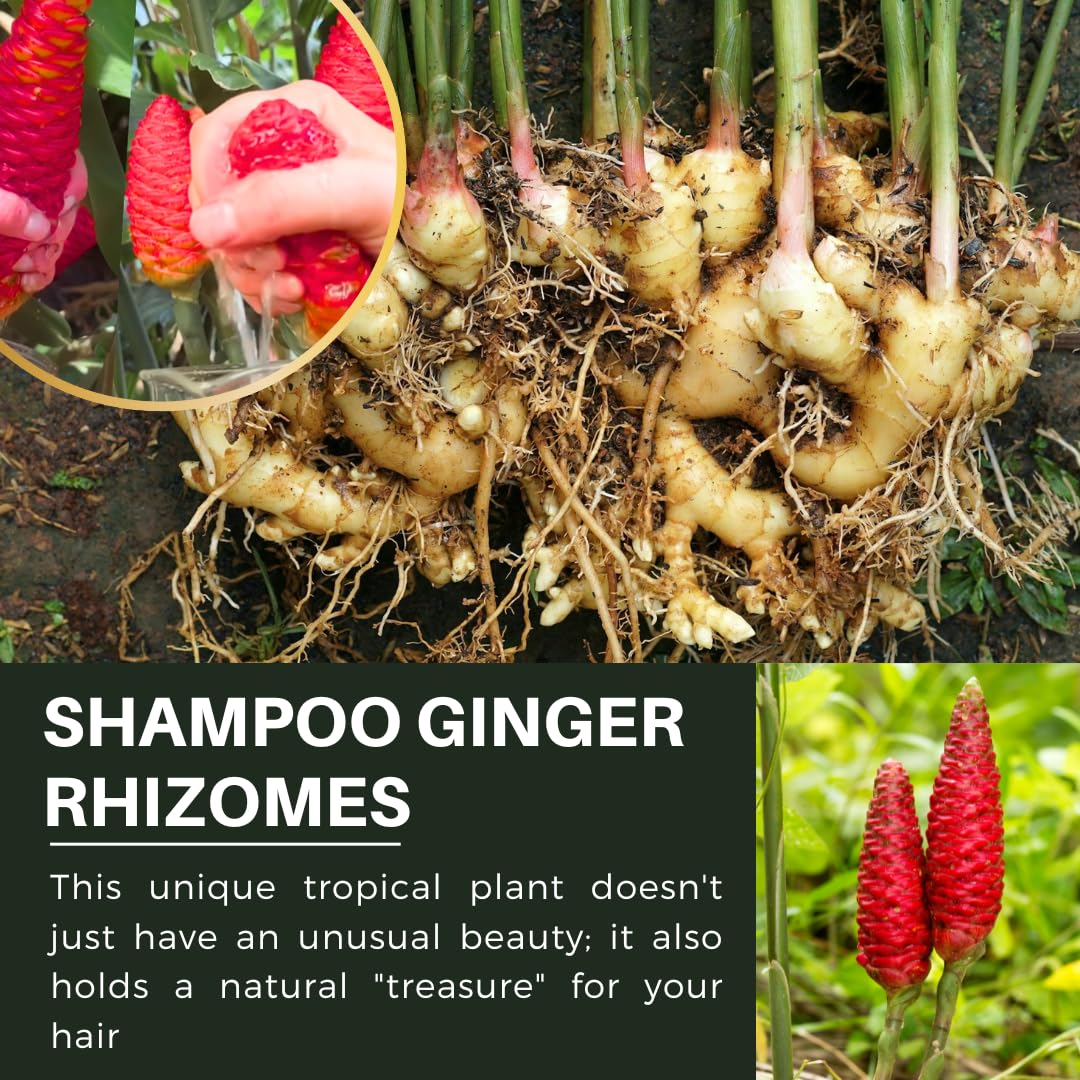5 Shampoo Ginger Roots for Planting, Zingiber Zerumbet, Hawaiian Ginger Lily Plants for Perennial Planting Spring, Awapuhi Ginger Rhizomes