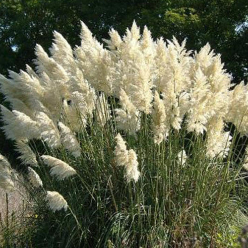 2 Pampas Grass Plants Live, Tall Ornamental Perennial Grass for Landscaping, 5-9 Inch Height Well Rooted (White Pampas Grass)