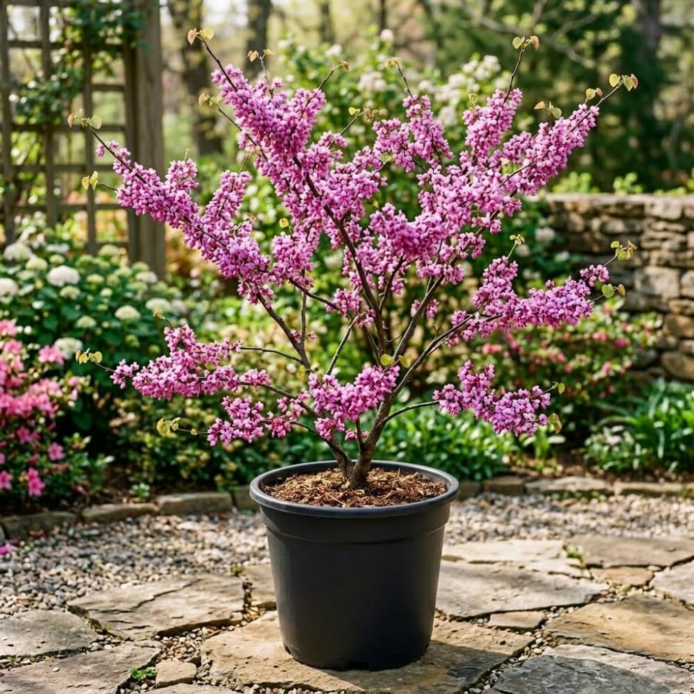 Red Bud Trees Live Plants, Redbud Plant Live, Redbud Tree, Well Rooted, 1-2 Feet Tall, Cold Hardy, Indoor Outdoor Growing