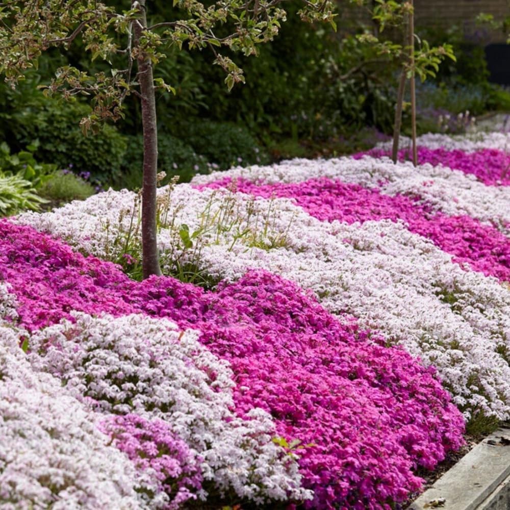 2 Mix Creeping Phlox Plants Live Perennials, Creeping Phlox Live Plants, 4-6 Inch Tall, Ornamental Phlox Flowers Seedlings