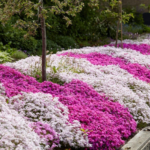 2 Mix Creeping Phlox Plants Live Perennials, Creeping Phlox Live Plants, 4-6 Inch Tall, Ornamental Phlox Flowers Seedlings