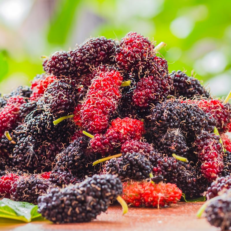 Mulberry Tree Live Plant, Hardy Mulberry Fruit Tree for Planting Indoor Outdoor, Sweet Mulberries Tree Well Rooted 4-8'' Tall
