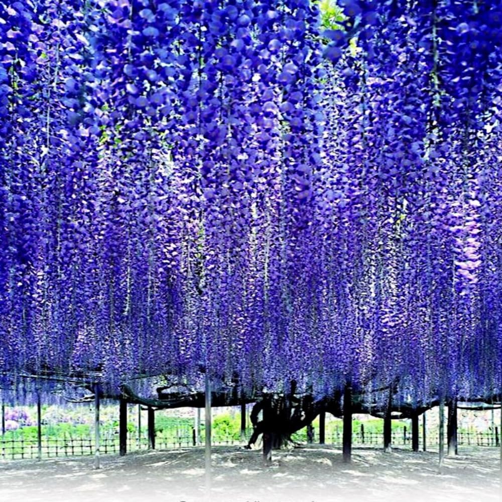 Blue Wisteria Live Plant, 6-12" Tall, Wisteria Vine in 2.5" Pot, Fragrant Flowering Climbing Plant for Outdoor Garden and Trellis