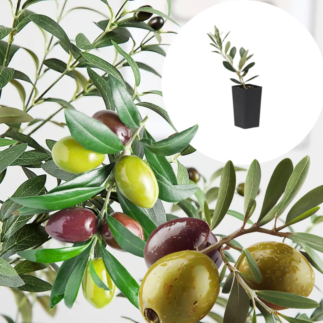 Live Arbequina Olive Tree Plant Starter, 4-6 Inches Tall, Hardy Olive Trees for Outdoor Planting