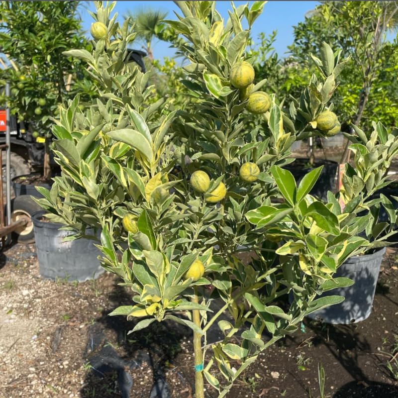 Live Variegated Kumquat Citrus Plant, 1–2 Ft Height, Potted in 3 Gallon Container, Great for Indoor or Outdoor Garden, No Ship to CA