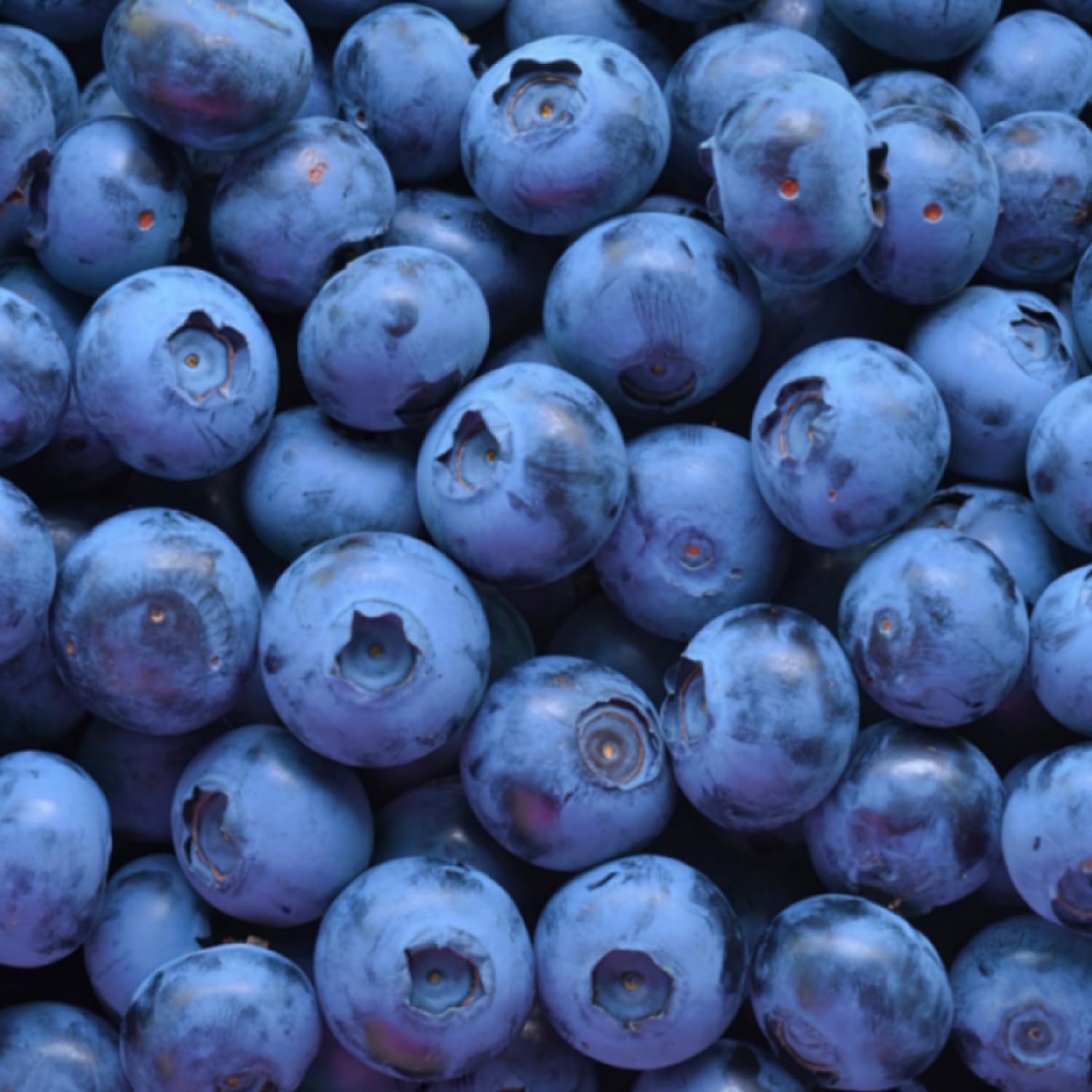 Blueberry Plant 2-3 Feet Tall in 2 Gallon Pot, Live Fruit Bush for Garden, Patio Containers, Backyard Growing, No CA (Prince)