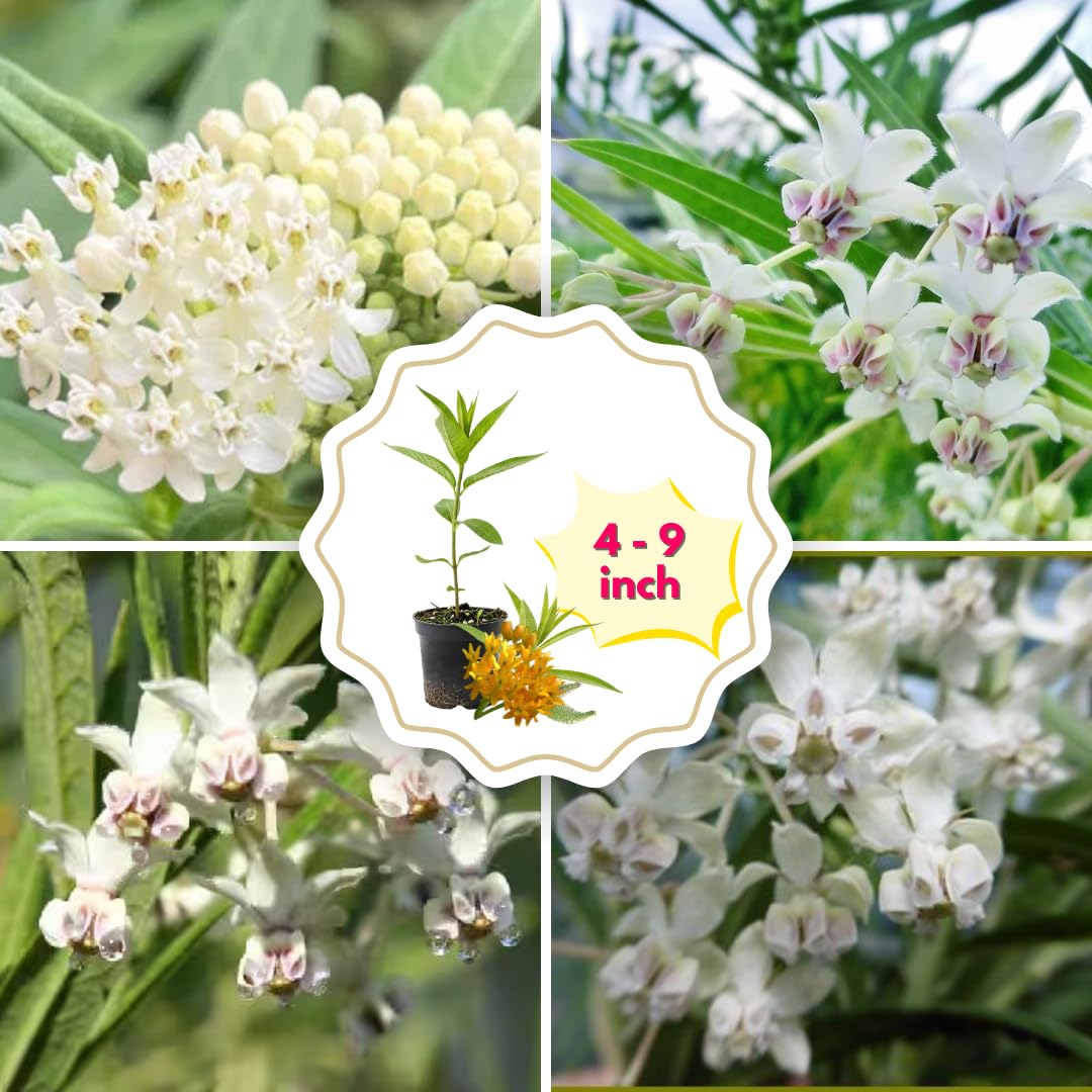 2 Butterfly Milkweed Plants Live, Tropical Milkweed Live Plants, Asclepias Tuberosa Plants, 4-9" Height for Outdoor Planting (White Milkweed)