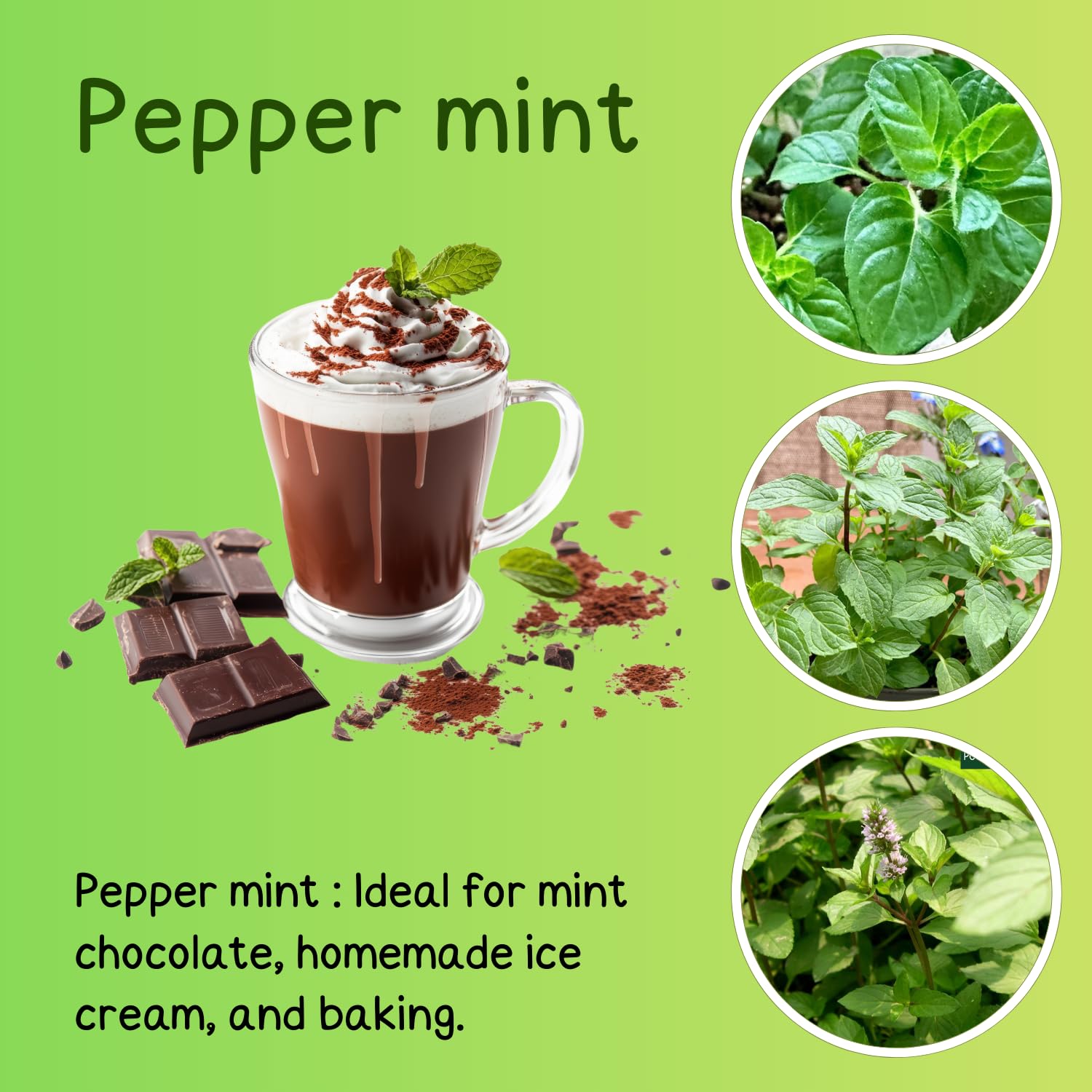 Pack 3 Mint Plants Live, 4-6" Very Fast Growing, Fragrant Culinary Herb Mint for Indoor Outdoor Gardening, Cold Hardy, Spring Planting, Random