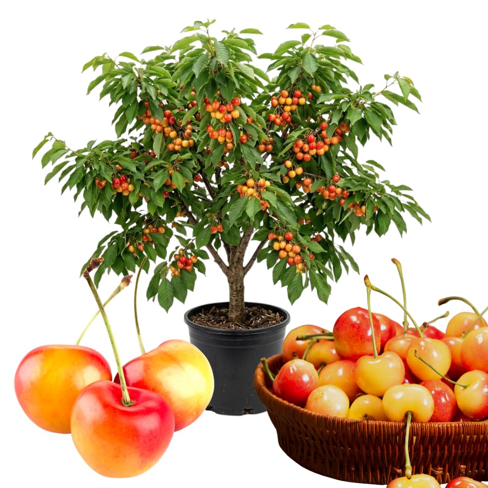 Cherry Trees Live Plants, Cold Hardy and Sweet Cherry Tree in 3 Gallon Pot, 2 to 3 Feet Tall, Cherries Fruit Plant for Outdoor Garden, No Ship to CA (Rainier)