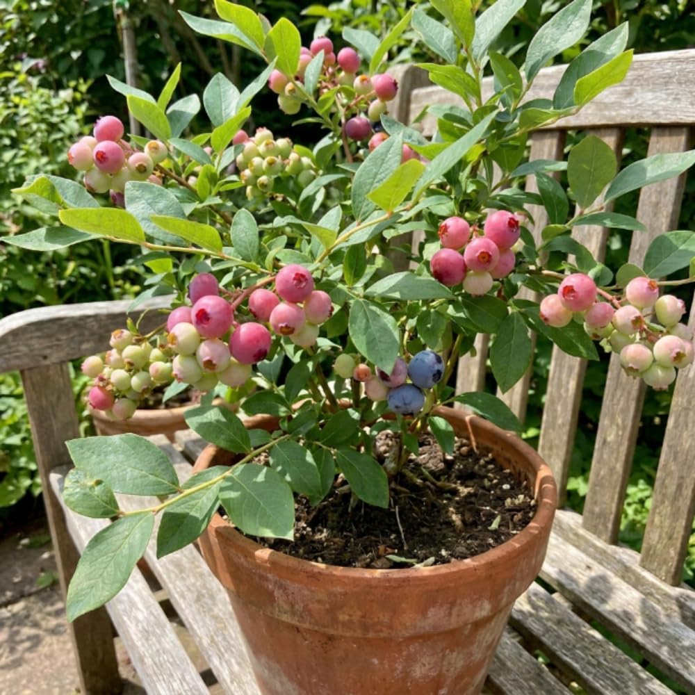 Pink Lemonade Blueberry Plant, 1-2 Ft Tall - Hardy Blueberry Fruit Bush for Outdoor Garden and Container Planting, No Ship to CA