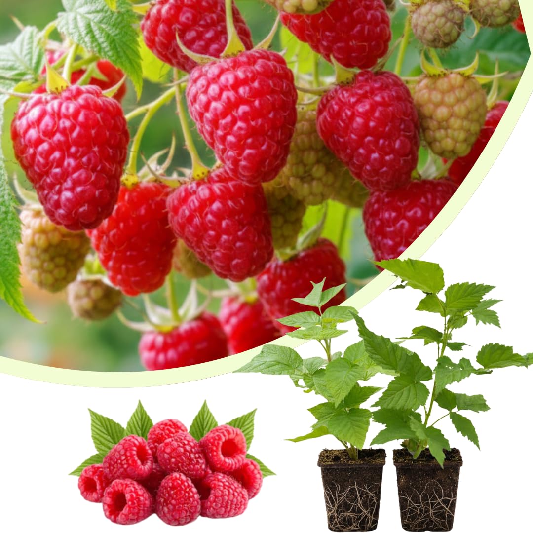 Set of 2 Raspberry Plants Live, Raspberry Bushes, Raspberries Plant, 4 to 6 Inch in Tall for Growing (Caroline Red Raspberry)
