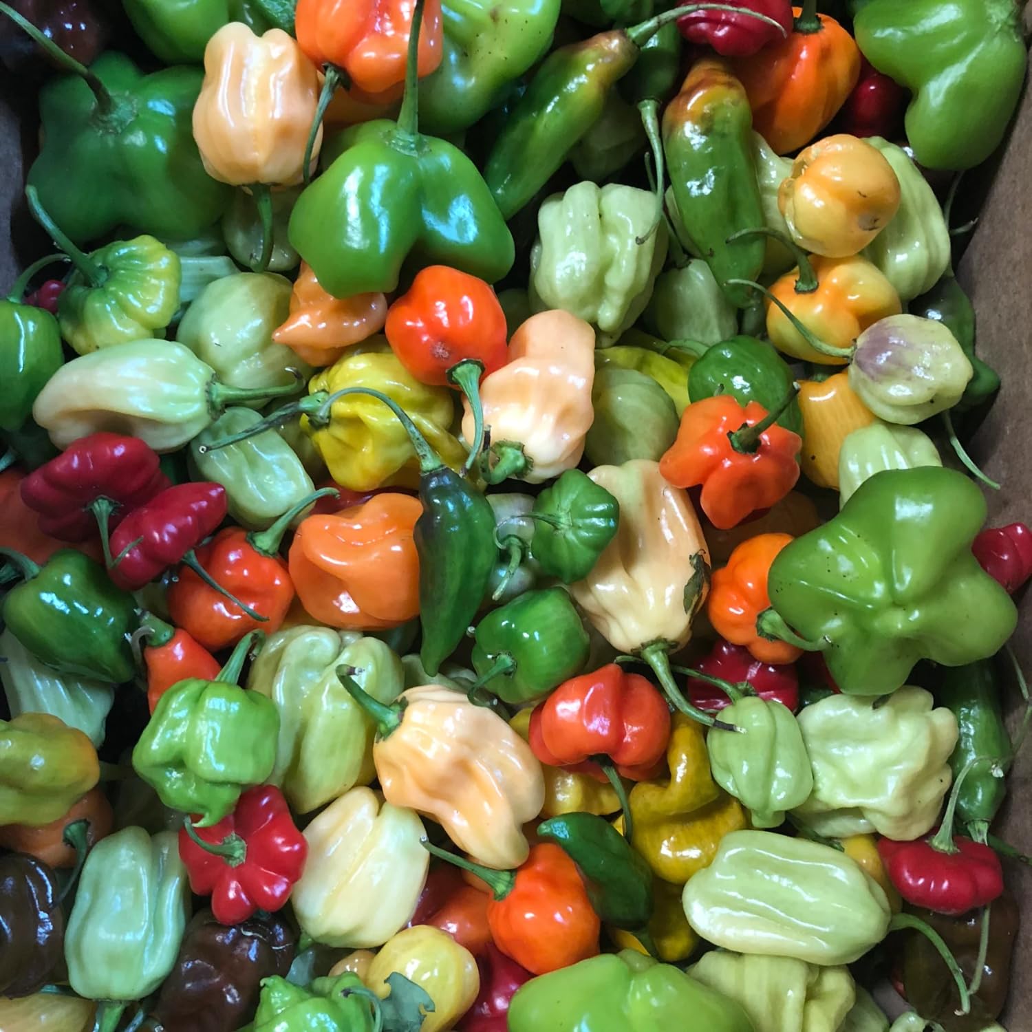 Mixed Habanero Pepper Seeds for Planting, 100 Seeds, 4 Hot Pepper Varieties