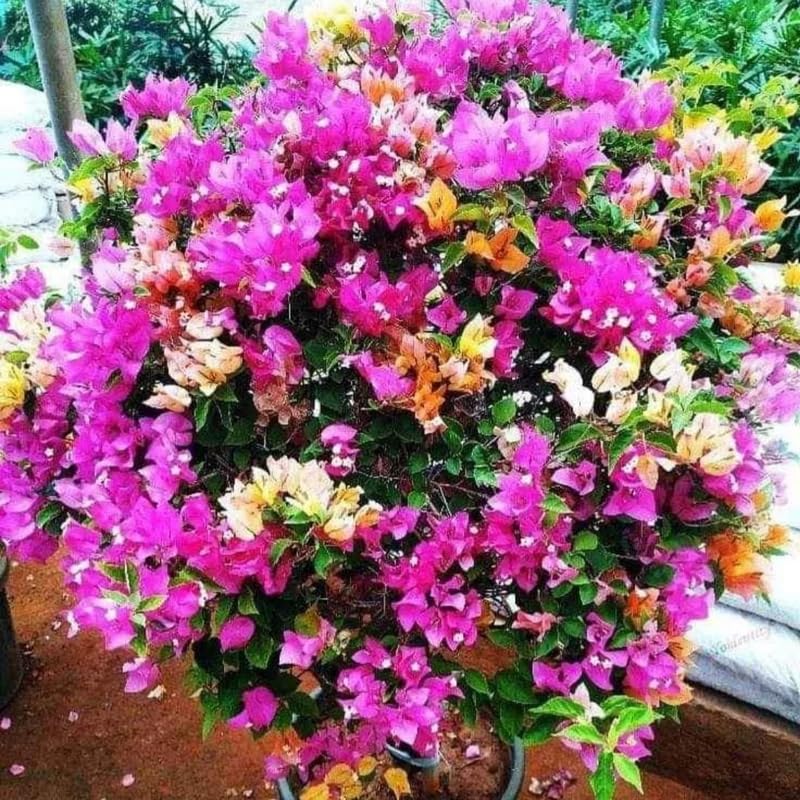3 Mixed Bougainvillea Plants Live, 4-8” Tall Well-Rooted Bougainvillea Vine Flower Plants, Tropical Climbing Plants, No Pot