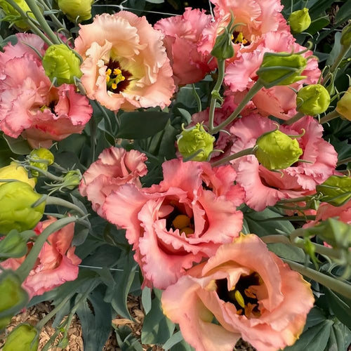 2 Eustoma Lisianthus Live Plants, Lisianthus Flowers Seedlings, 2-3 Inch Tall Well-Rooted Plug, Lisianthus Plants (Apricot Lisianthus)