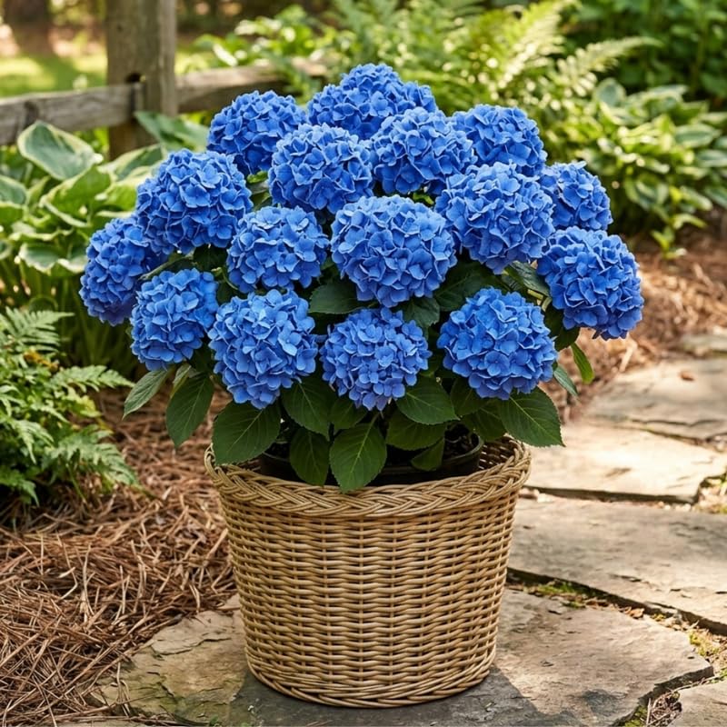 Hydrangea Plant Live for Planting, 6-12" Hydrangea Tree Live Plant, Hydrangeas Bush, Dormant, No Leaf, No Pot (Blue to Pink)