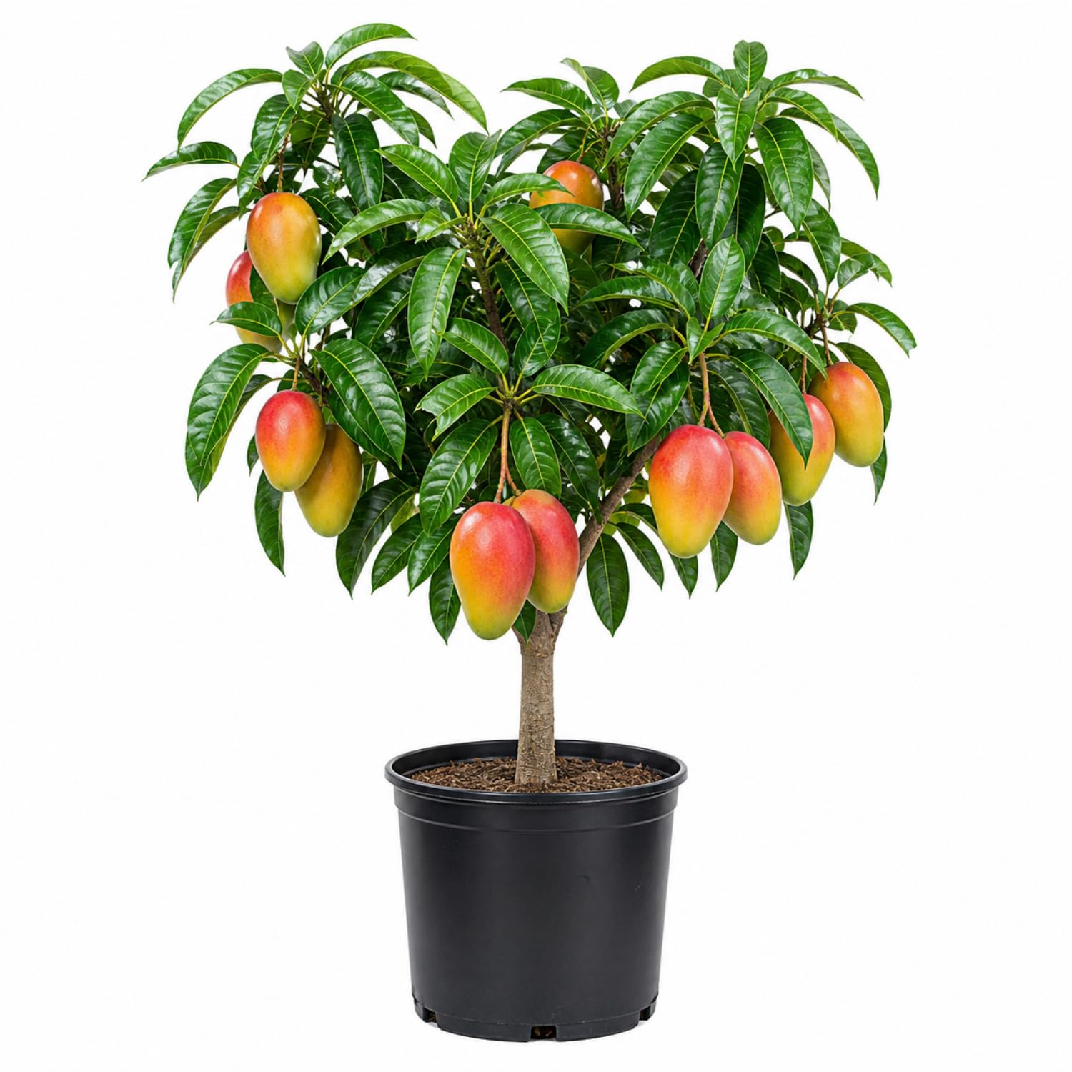 Mango Tree Live Plant 2.5-3 Ft Tall, Tropical Fruit Tree for Garden Planting, Outdoor Mango Plant in 5 Gallon Pot, No Ship to CA (Kent Mango)