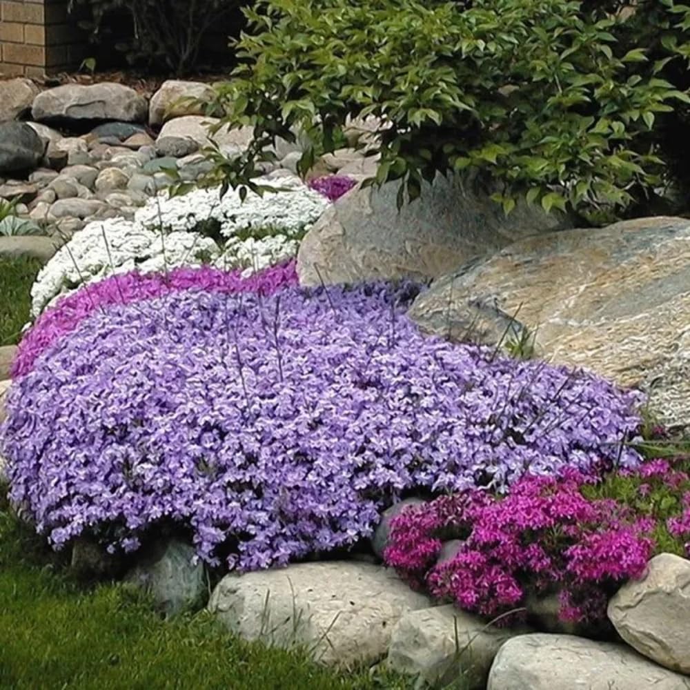 2 Mix Creeping Phlox Plants Live Perennials, Creeping Phlox Live Plants, 4-6 Inch Tall, Ornamental Phlox Flowers Seedlings