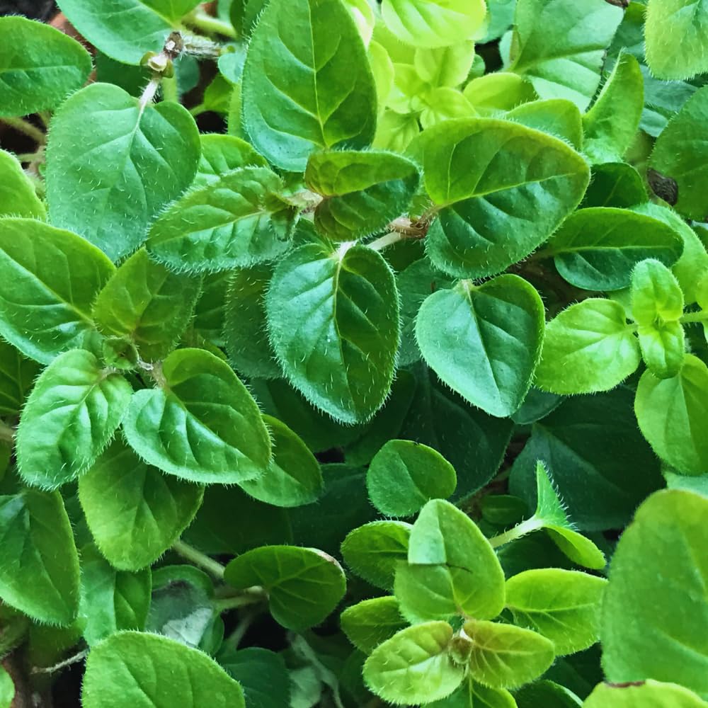 Set 2 of Cuban Oregano Plants Live Well Rooted 4 to 6 Inc Long