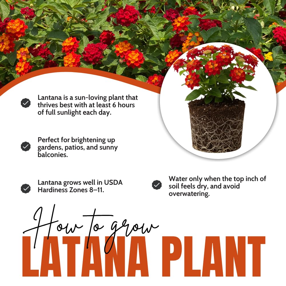 Set of 2 Lantana Plants Live, Trailing Lantana Plant, 4 to 6 Inch Tall for Planting Outdoors (Red)
