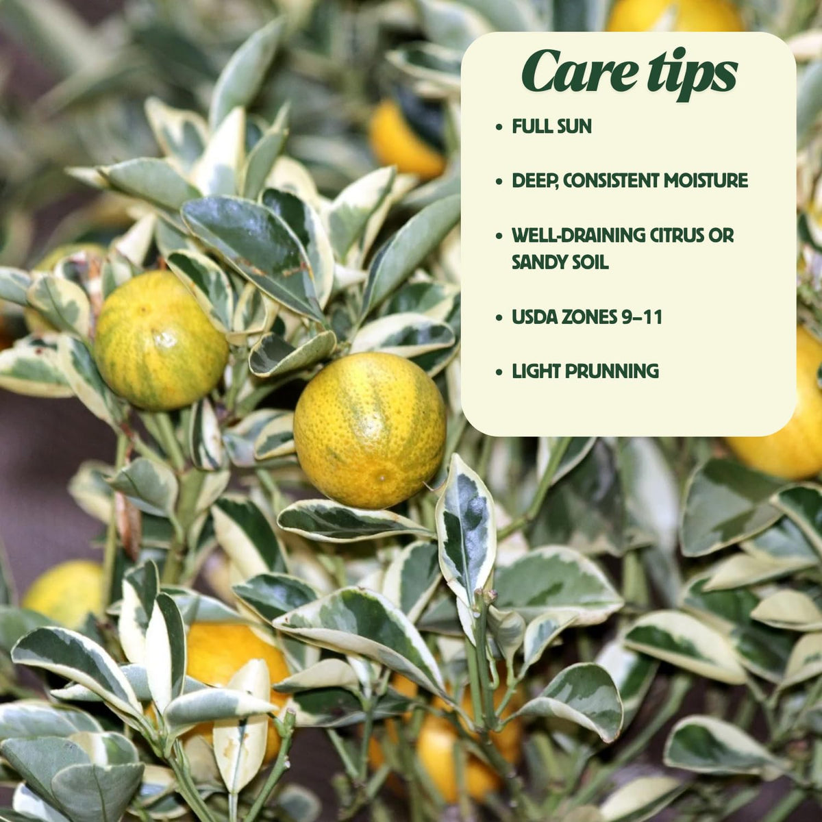 Variegated Kumquat Tree Live Plant in 5 Gallon Pot, Decorative Citrus Tree, Fruit-Bearing Kumquat for Patio or Outdoor Planting