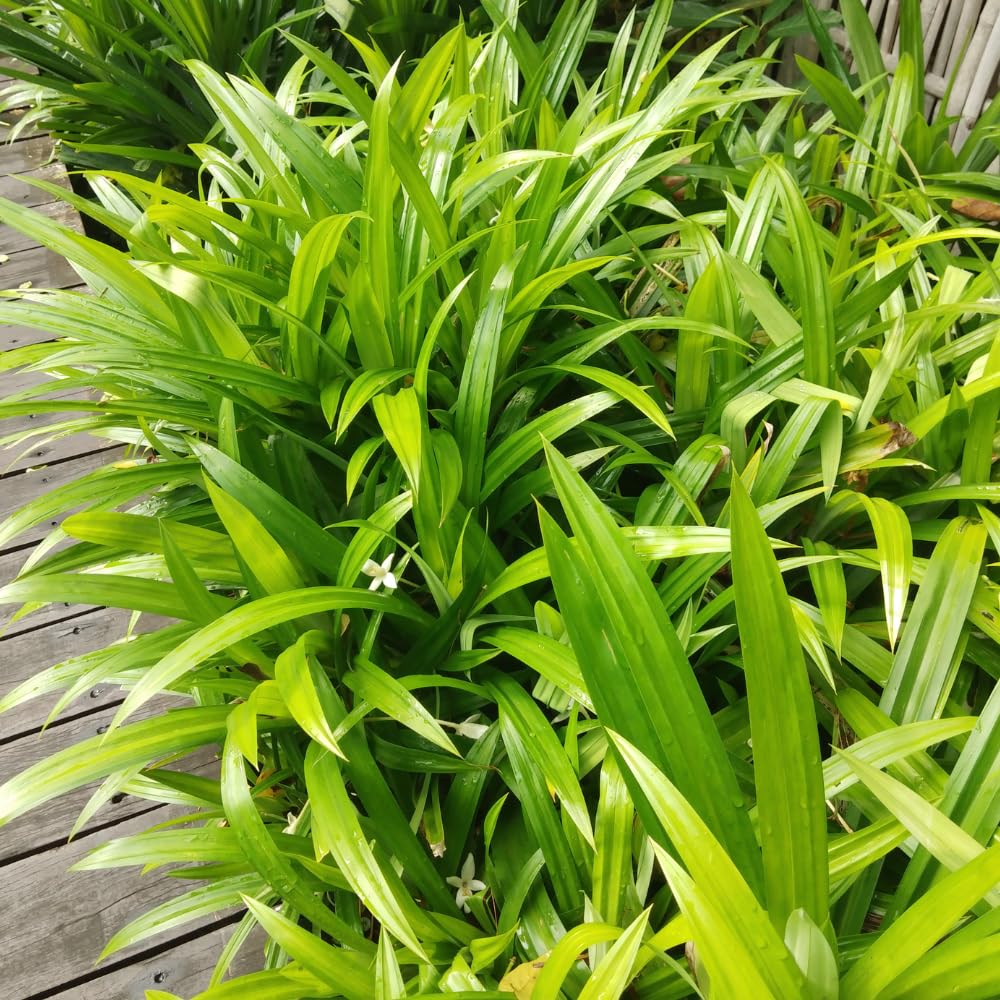 Pandan Plant Live, 4 to 6 Inches Tall, Pandanus Amaryllifolius Plant Indoor Outdoor Gardening, Fall Spring Planting