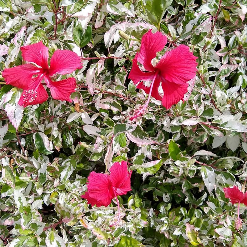 Set 4 Hibiscus Plants Live, Tropical Flowering Shrub, 4-8" Tall, Cold Hardy Bush (Snow Hibiscus)