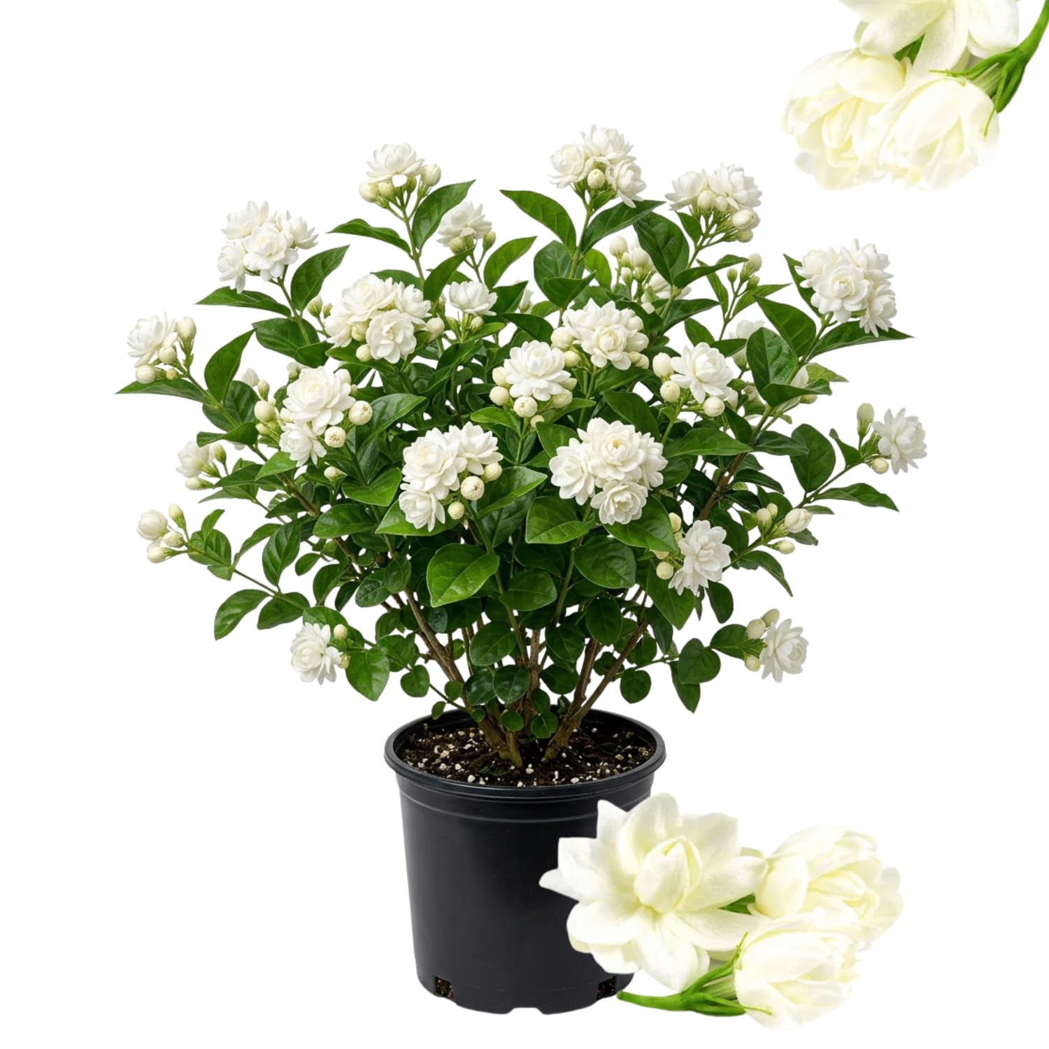 Duke Jasmine Live Plant, Fragrant Climbing Vine, White Flower Blooms, 2-3 Feet Tall in 3 Gallon, Indoor Outdoor Garden, No Ship to CA