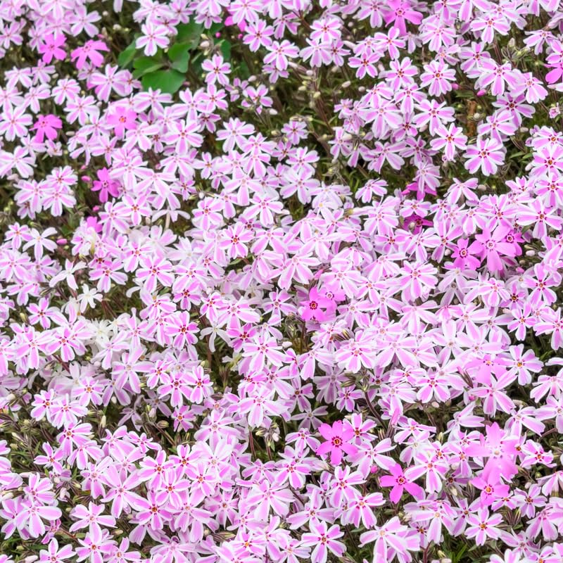 YOKEBOM Set 2 Stripe Creeping Phlox Plants, Hardy Perennial Phlox Flowers, Vibrant Ground Cover for Garden and Landscape, Ready to Grow Plugs 3-5 Inches