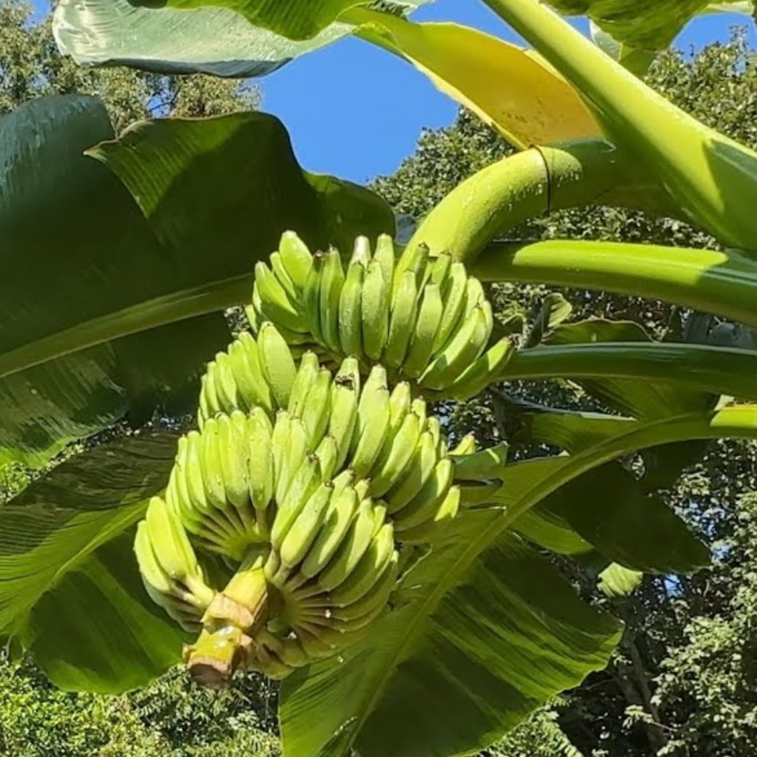 Thai Banana Tree Live Plant, Cold Hardy Banana Plant Live, Tropical Banana Fruit Seedling, Well Rooted 4-8 Inch Tall