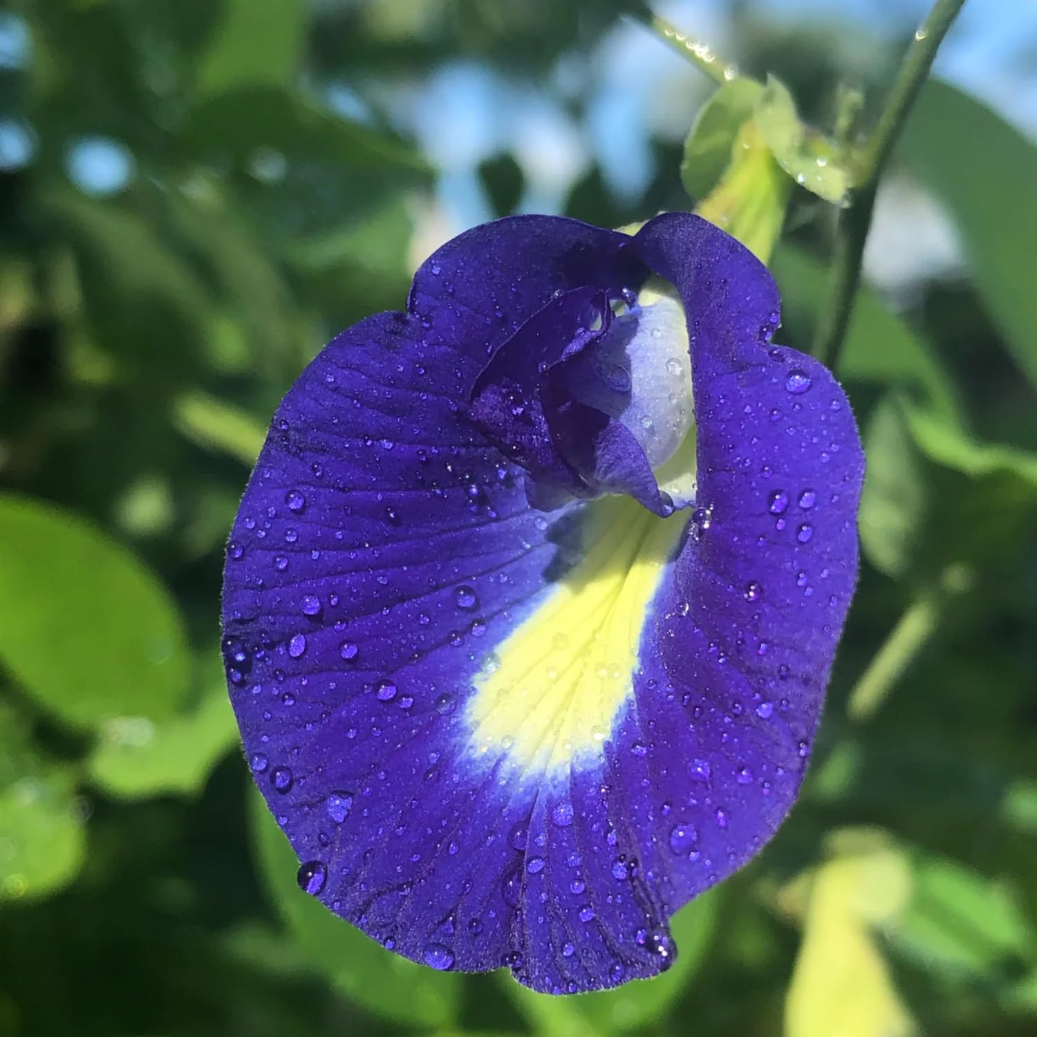 100 Butterfly Pea Seeds for Planting, Butterfly Pea Flower Seeds, Vine Plant Indoor Outdoor Home Garden