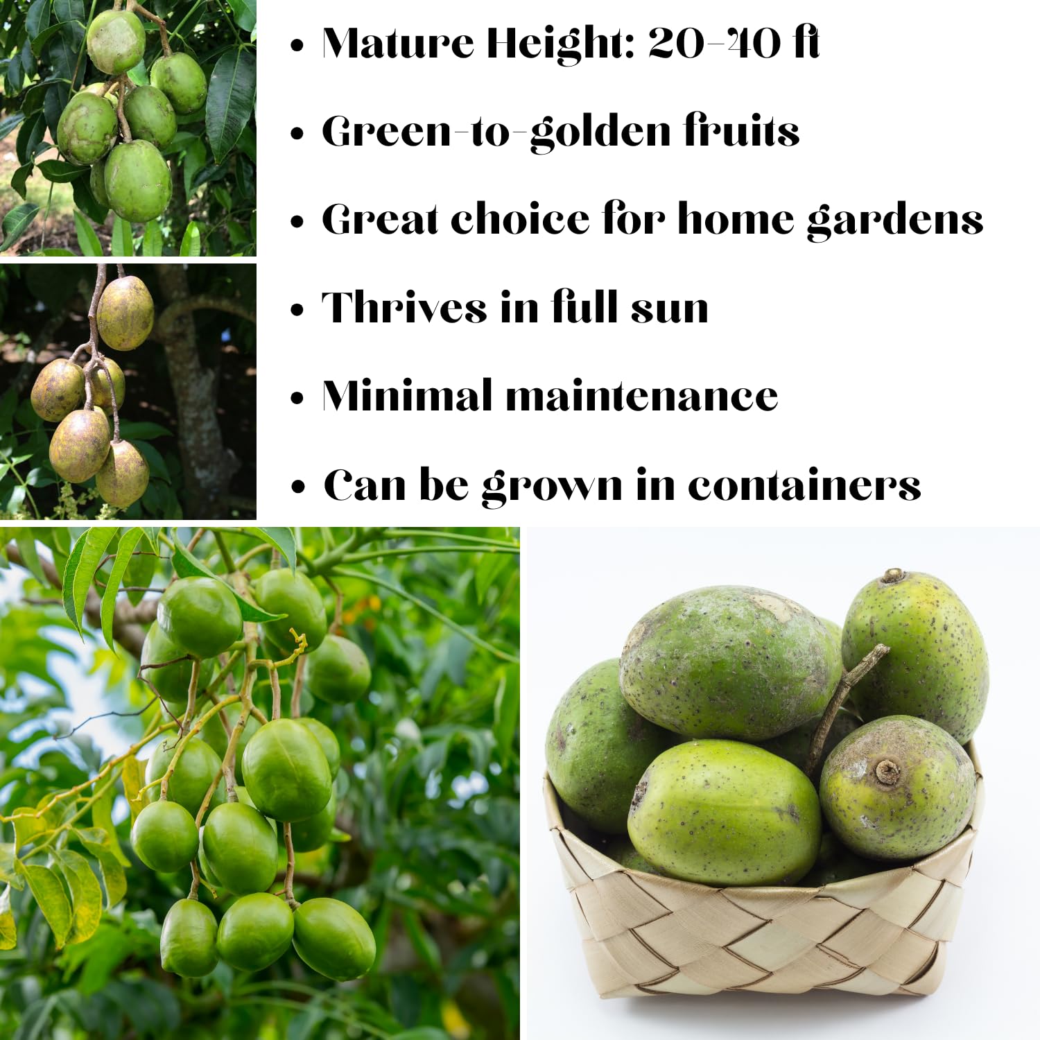 June Plum Tree Plant in 3 Gallon Pot, 2-3 Ft Tall June Plum Plant, Tropical Fruit Plants for Planting Home Garden Patio