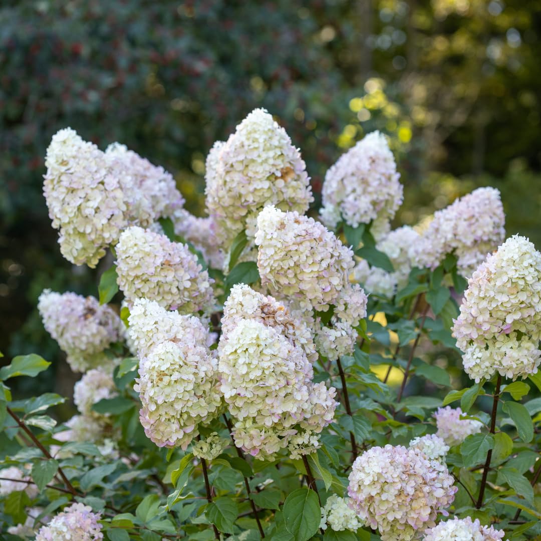 Hydrangea Plant Live for Planting, 6-12" Hydrangea Tree Live Plant, Hydrangeas Bush, Dormant, No Leaf, No Pot (Pink White)