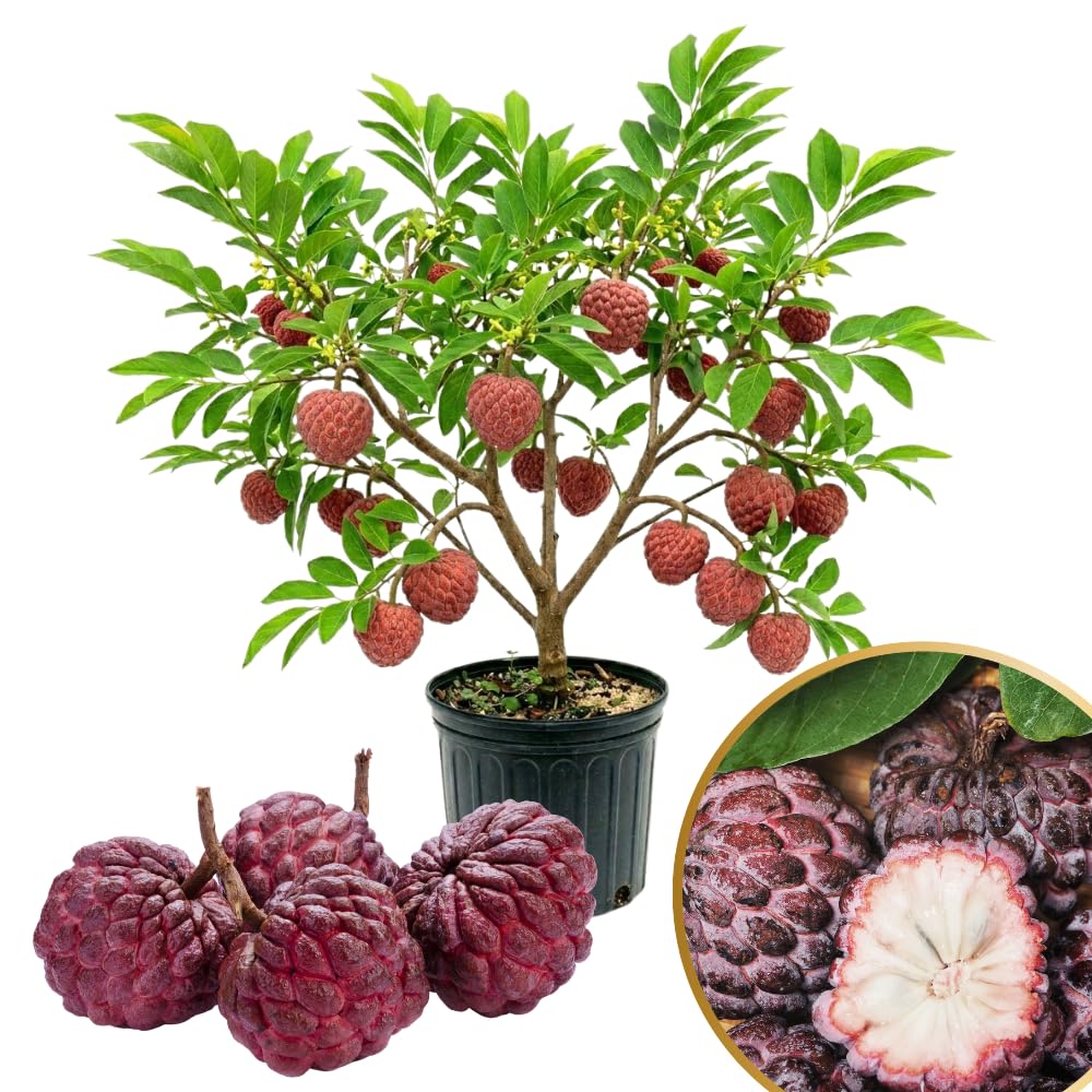 Red Sugar Apple Tree Live Plant in 3 Gallon Pot, Sugar Apple Fruit Trees Live Plants, Tropical Sweet Fruits, 2-3 Feet Tall, Ready for Home Orchard, No Ship to CA