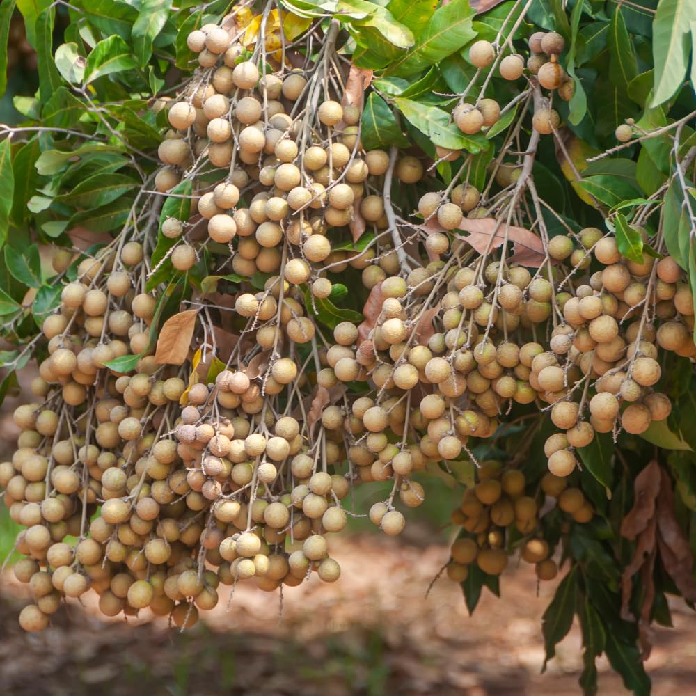Longan Plant Live for Planting, 5-9 Inch Tall, Sweet Longan Fruit Tree, No Pot