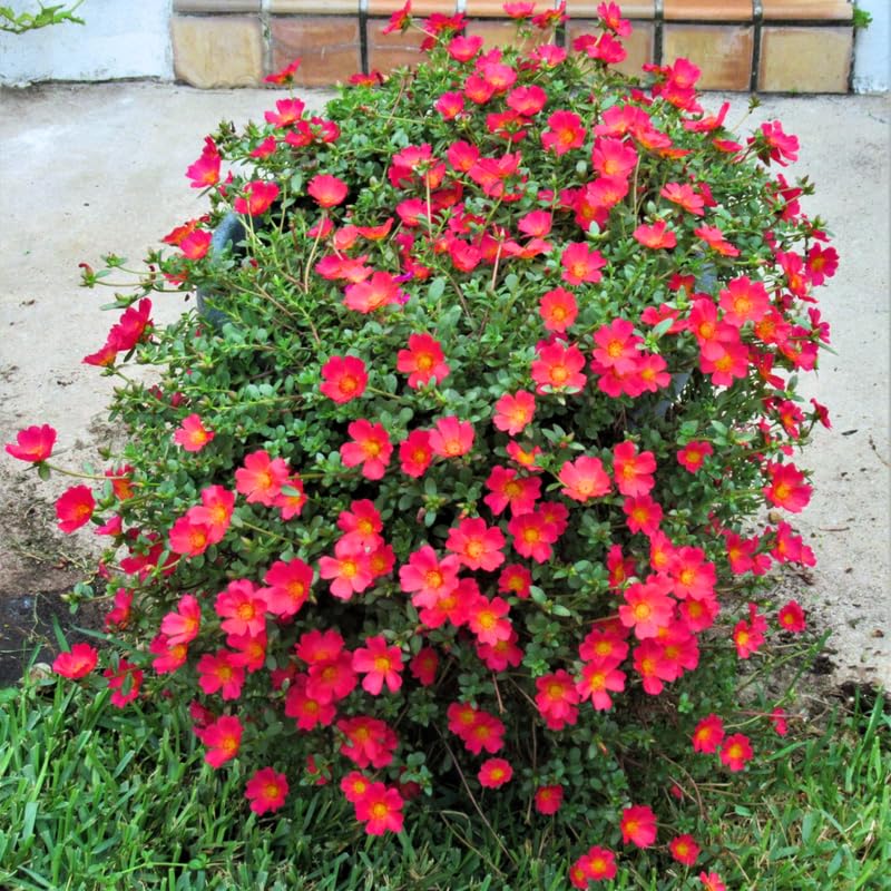 4 Red Moss Rose Plants Live, Portulaca Ground Cover Flowers, 4-6 Inch Tall Plants for Garden or Containers