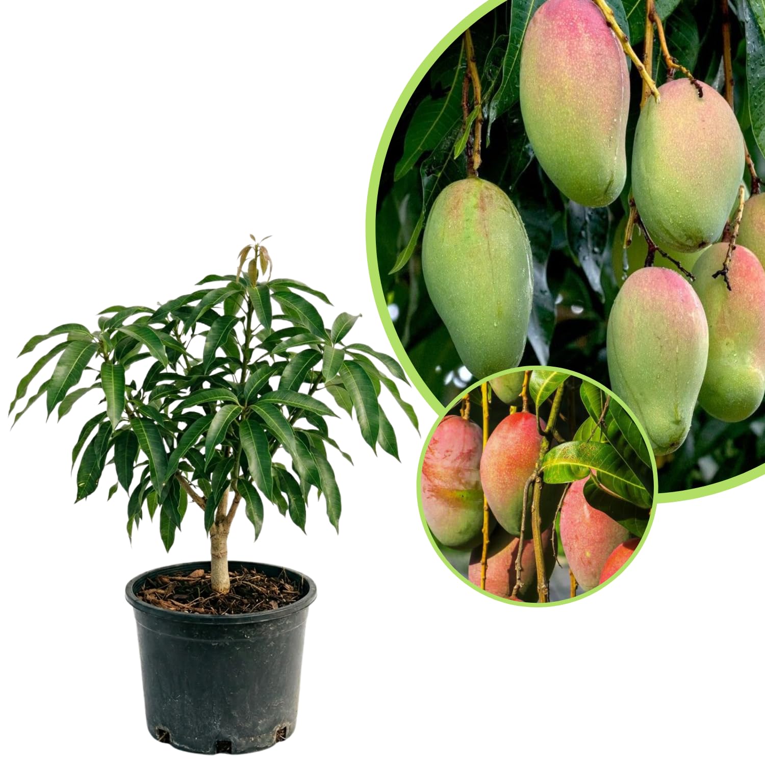 Large Carrie Mango Plant Live, Sweet Tropical Mango Live in 3 Gallon Pot, Mango Fruit Tree for Outdoor Planting, 3-4 Feet Tall, No Ship to CA