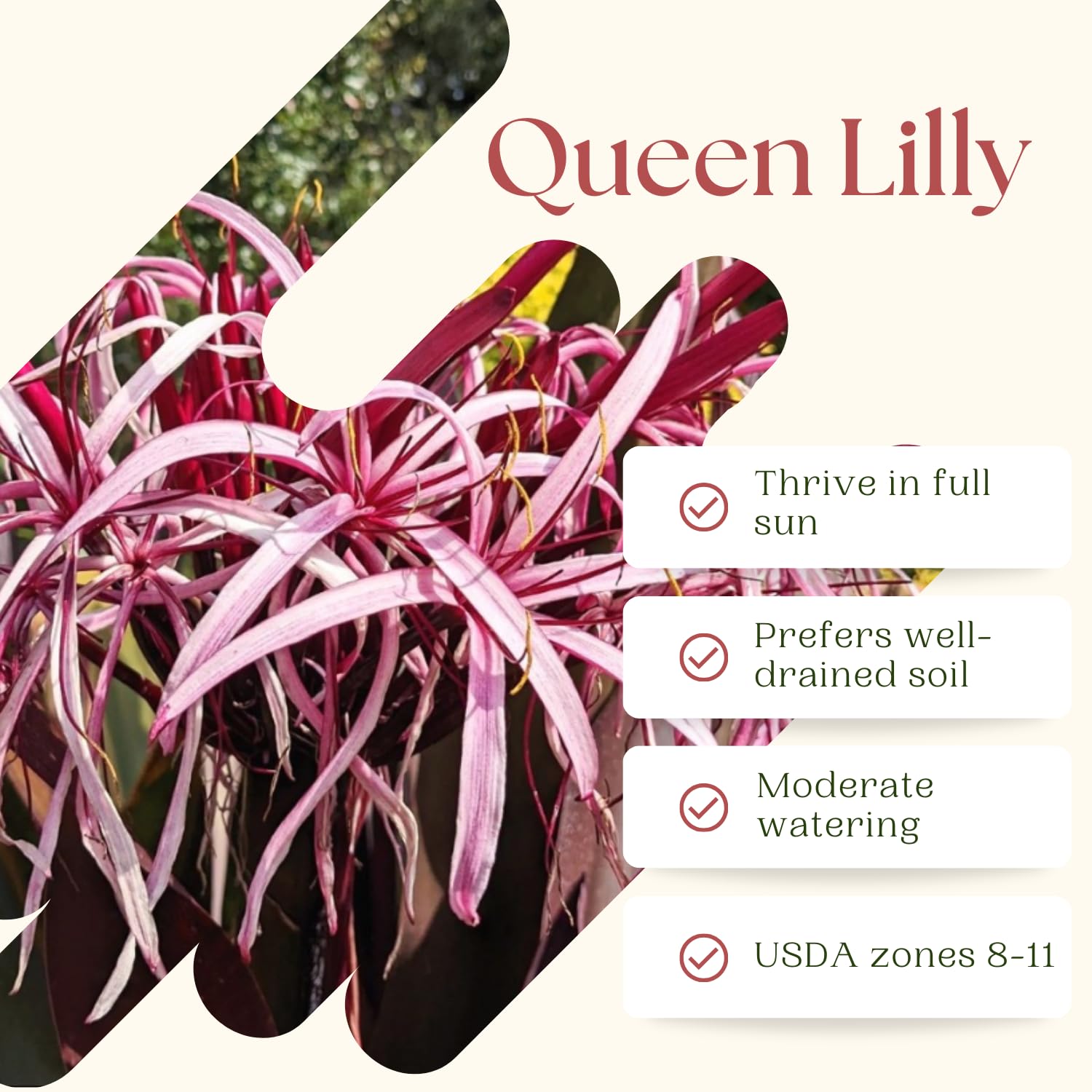 Queen Lily Live Plant, Fragrant White Pink Blooms, 2 to 2.5 Feet Tall, Outdoor Garden Planting