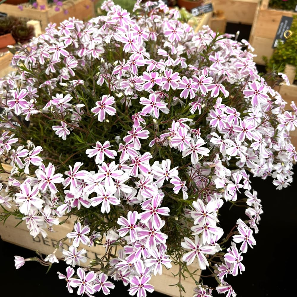 3 Pink White Creeping Phlox Plants Live Perennials, 4-6" Tall, Climbing Creeping Phlox Live Plant, Phlox Flowers Vine